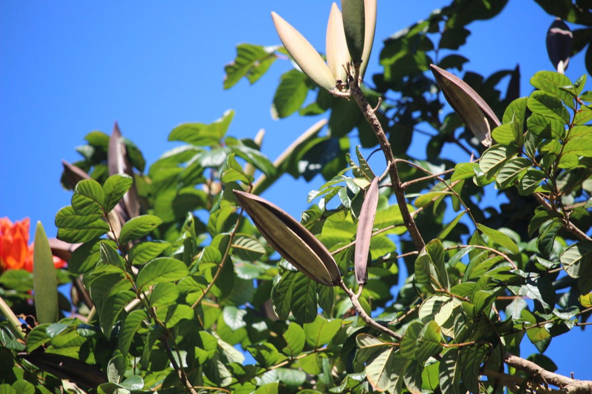 Spathodea campanulata P.Beauv.